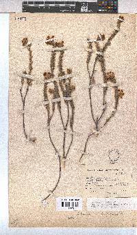 Hermannia trifoliata image