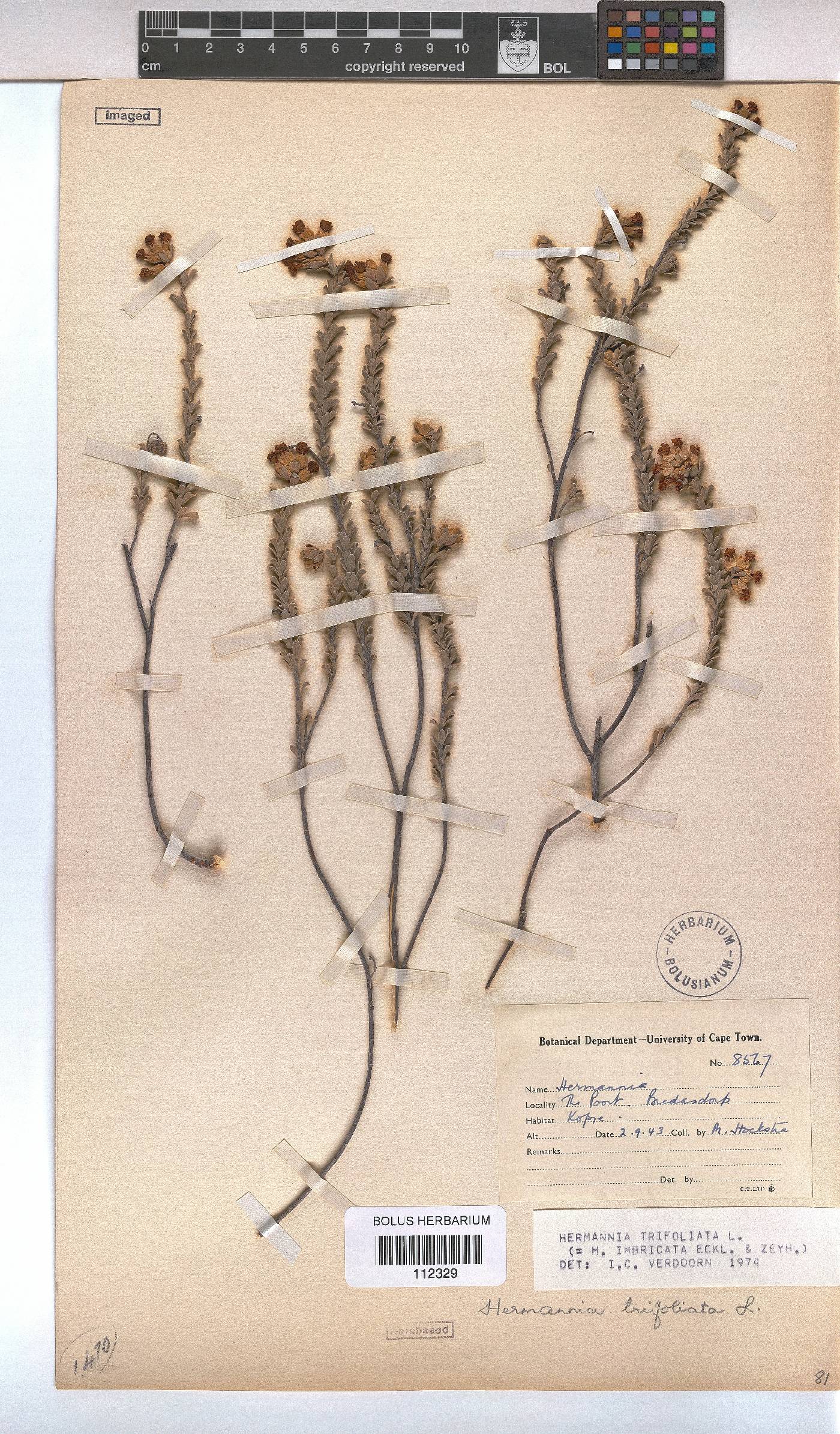 Hermannia trifoliata image