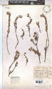 Hermannia trifoliata image