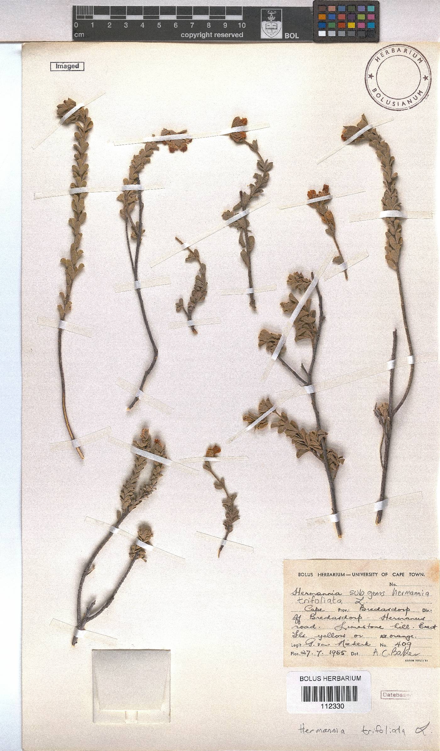 Hermannia trifoliata image