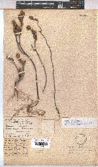 Hermannia trifoliata image