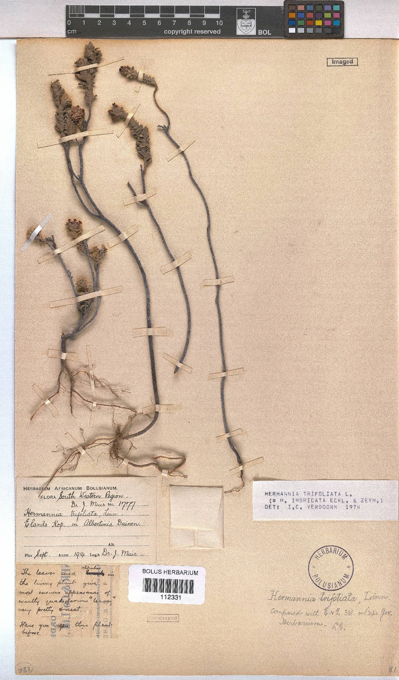 Hermannia trifoliata image