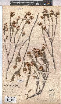 Hermannia trifoliata image