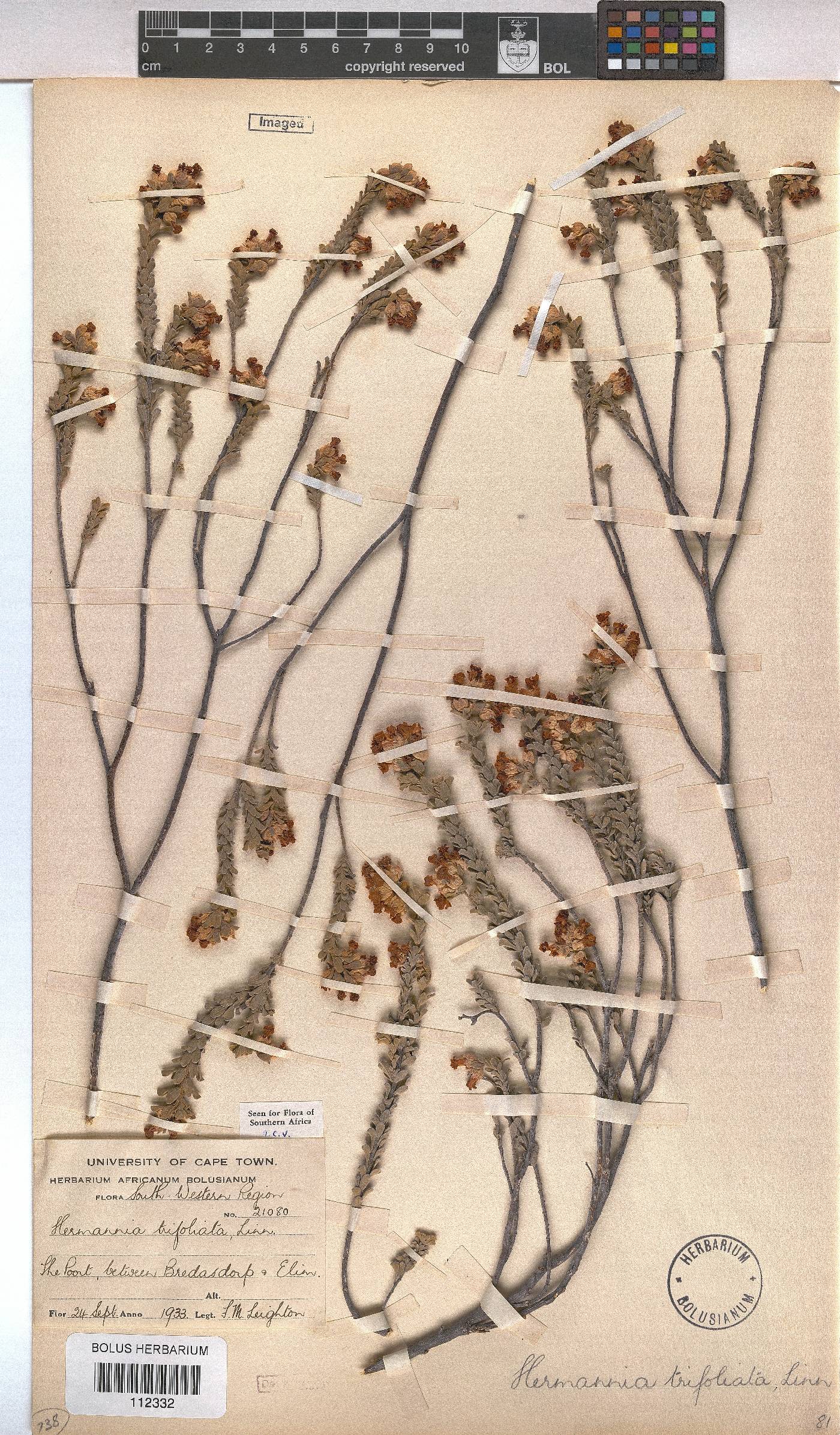 Hermannia trifoliata image