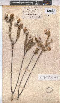 Hermannia trifoliata image
