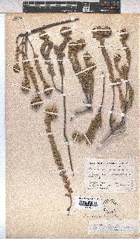 Hermannia trifoliata image