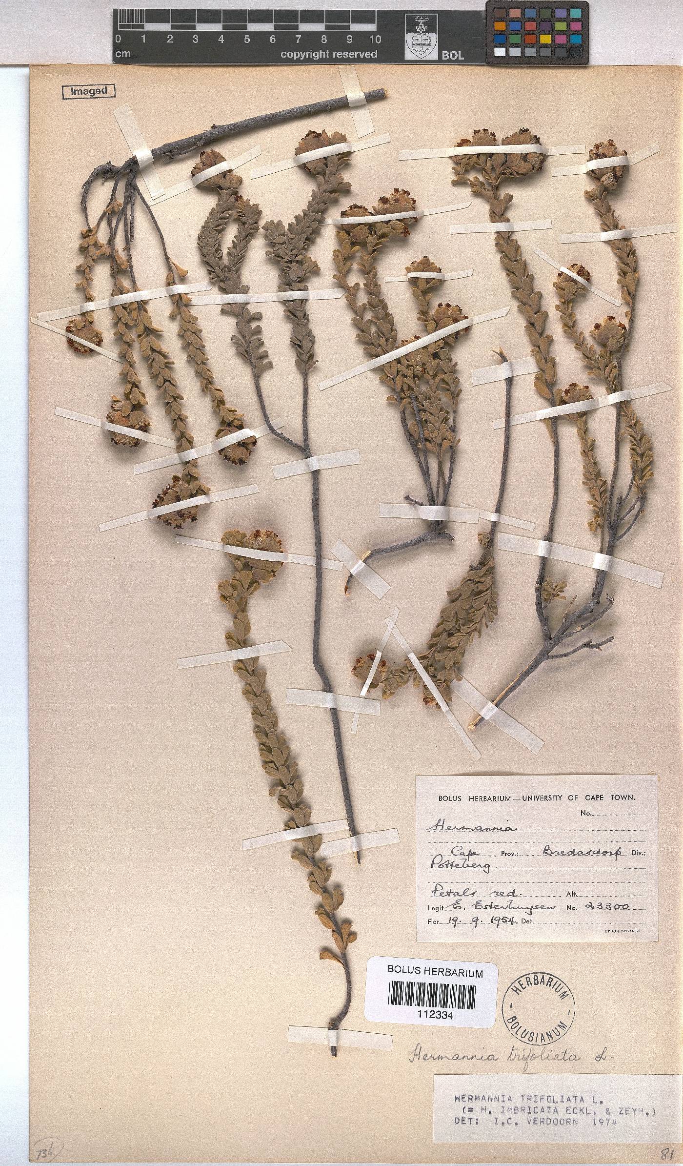 Hermannia trifoliata image