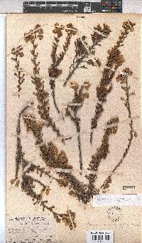 Hermannia concinnifolia image