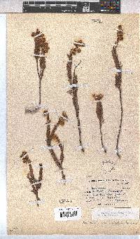 Hermannia concinnifolia image
