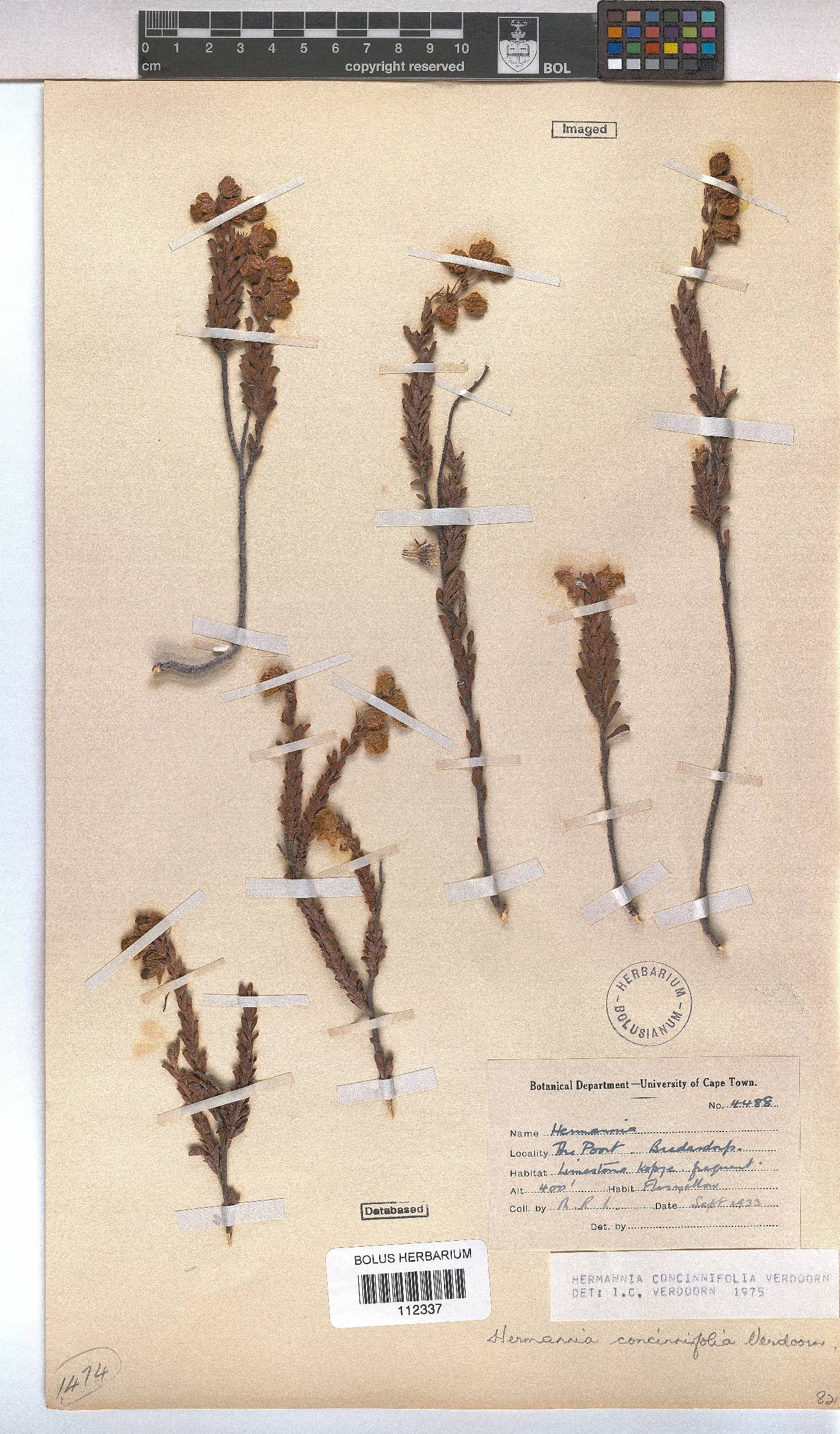 Hermannia concinnifolia image
