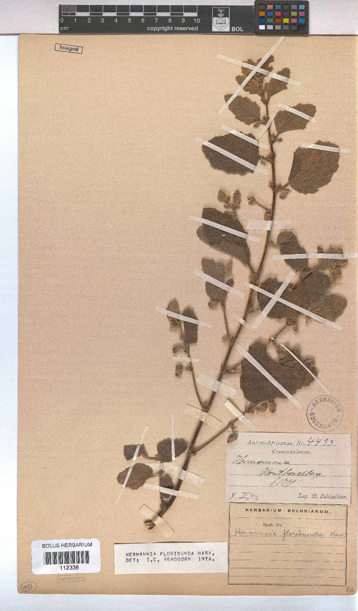 Hermannia floribunda image