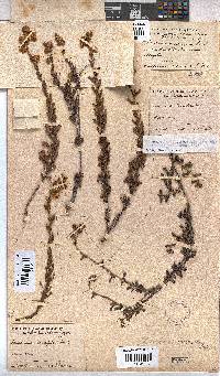 Hermannia concinnifolia image