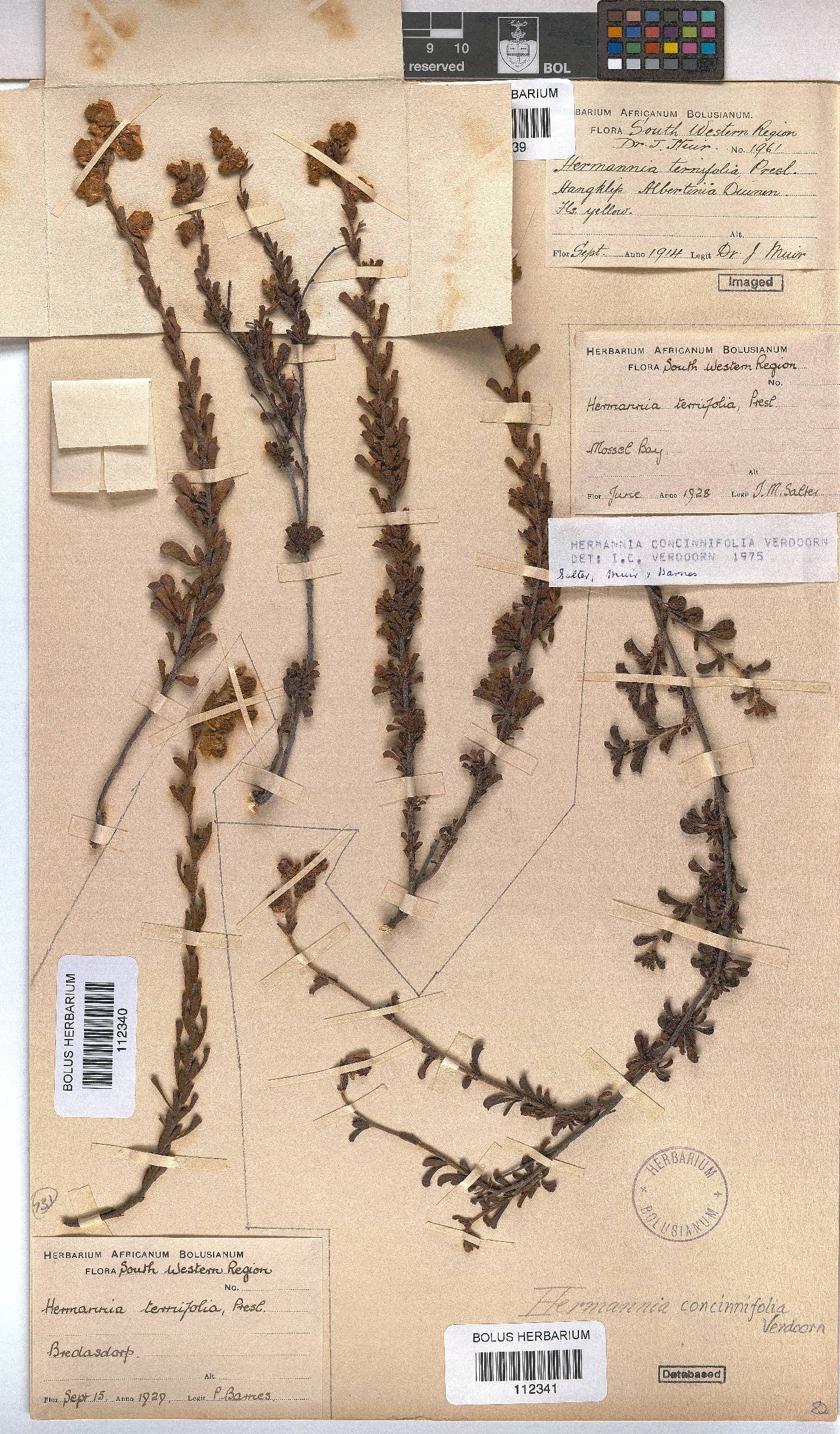 Hermannia concinnifolia image