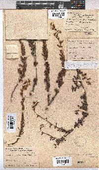 Hermannia concinnifolia image