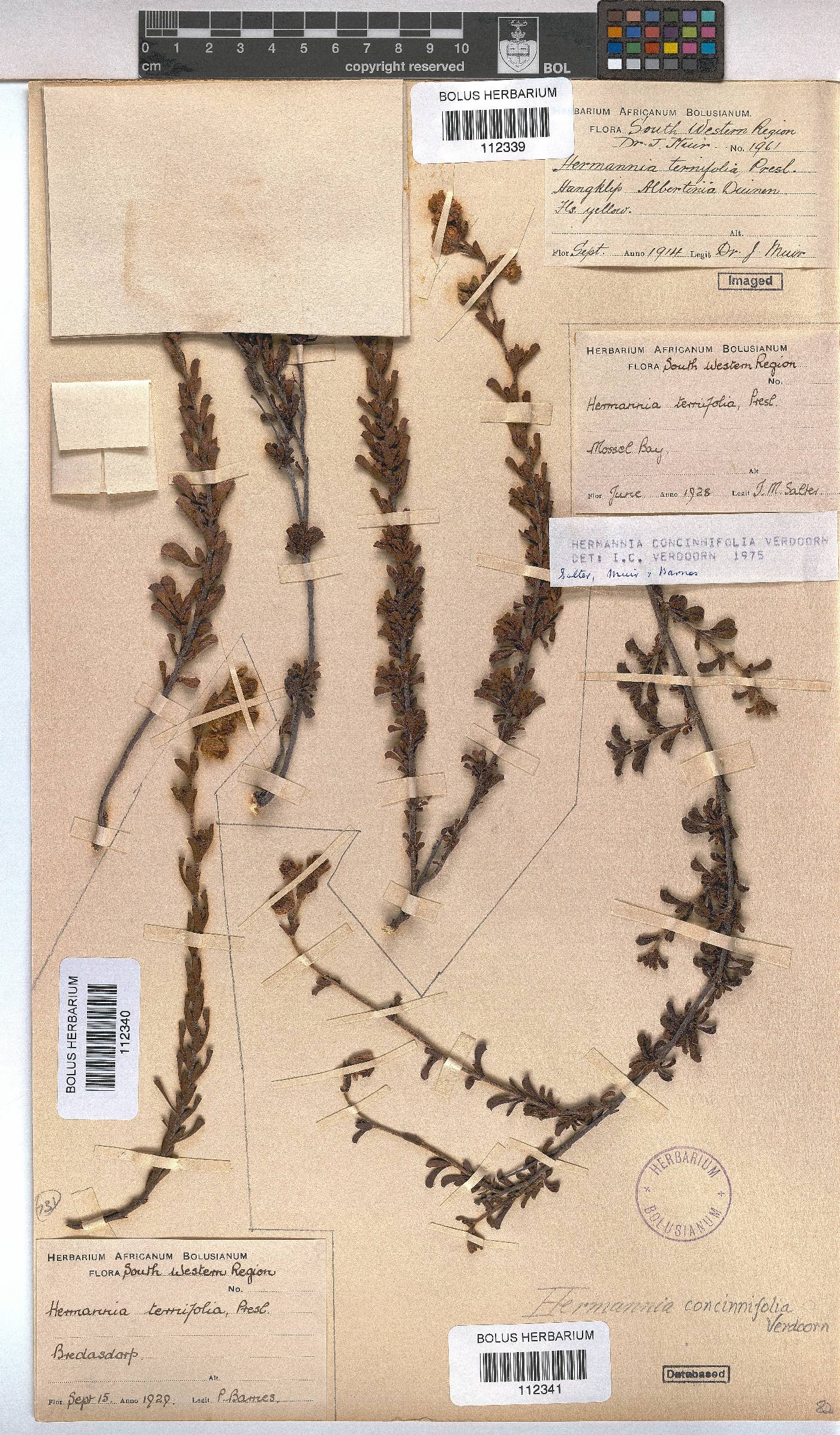 Hermannia concinnifolia image