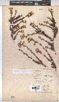 Hermannia concinnifolia image