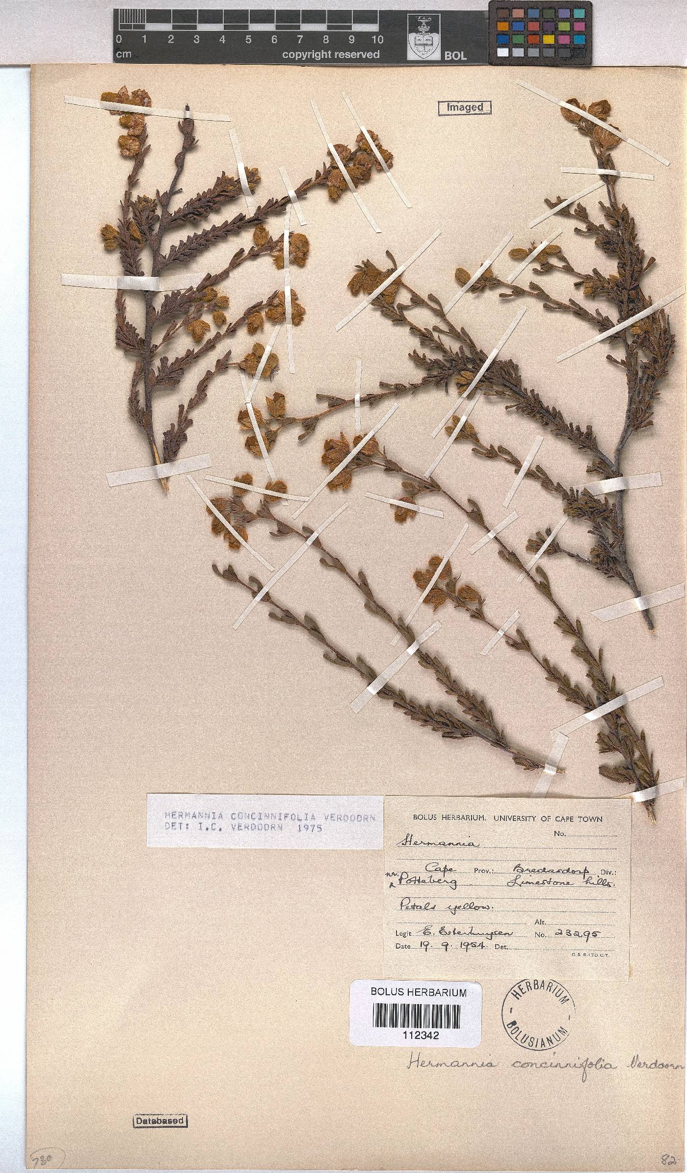 Hermannia concinnifolia image
