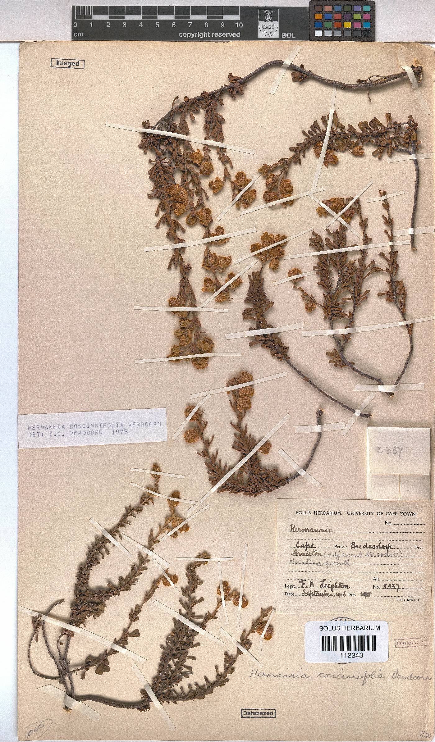 Hermannia concinnifolia image