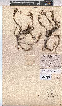 Hermannia concinnifolia image