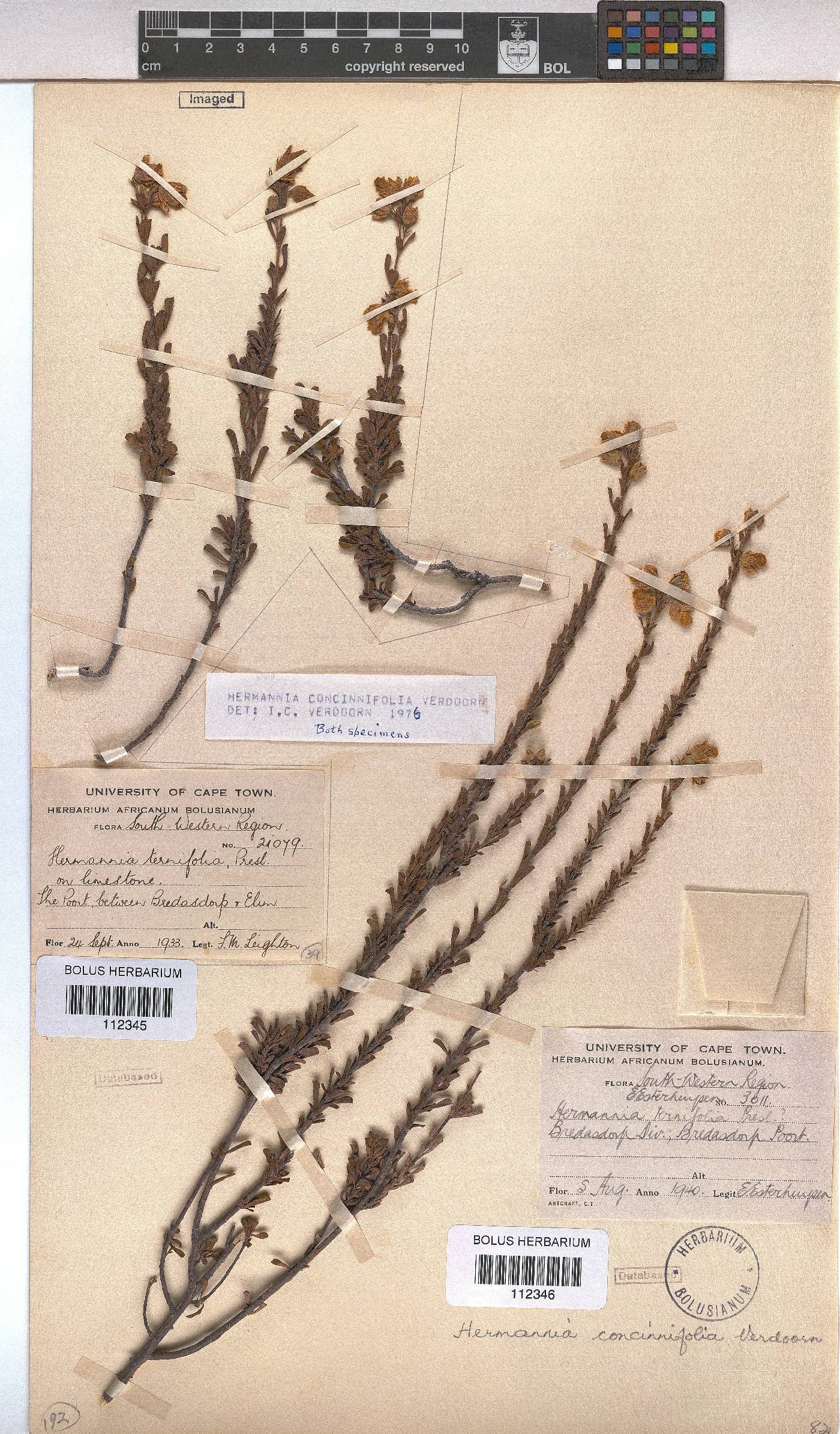 Hermannia concinnifolia image