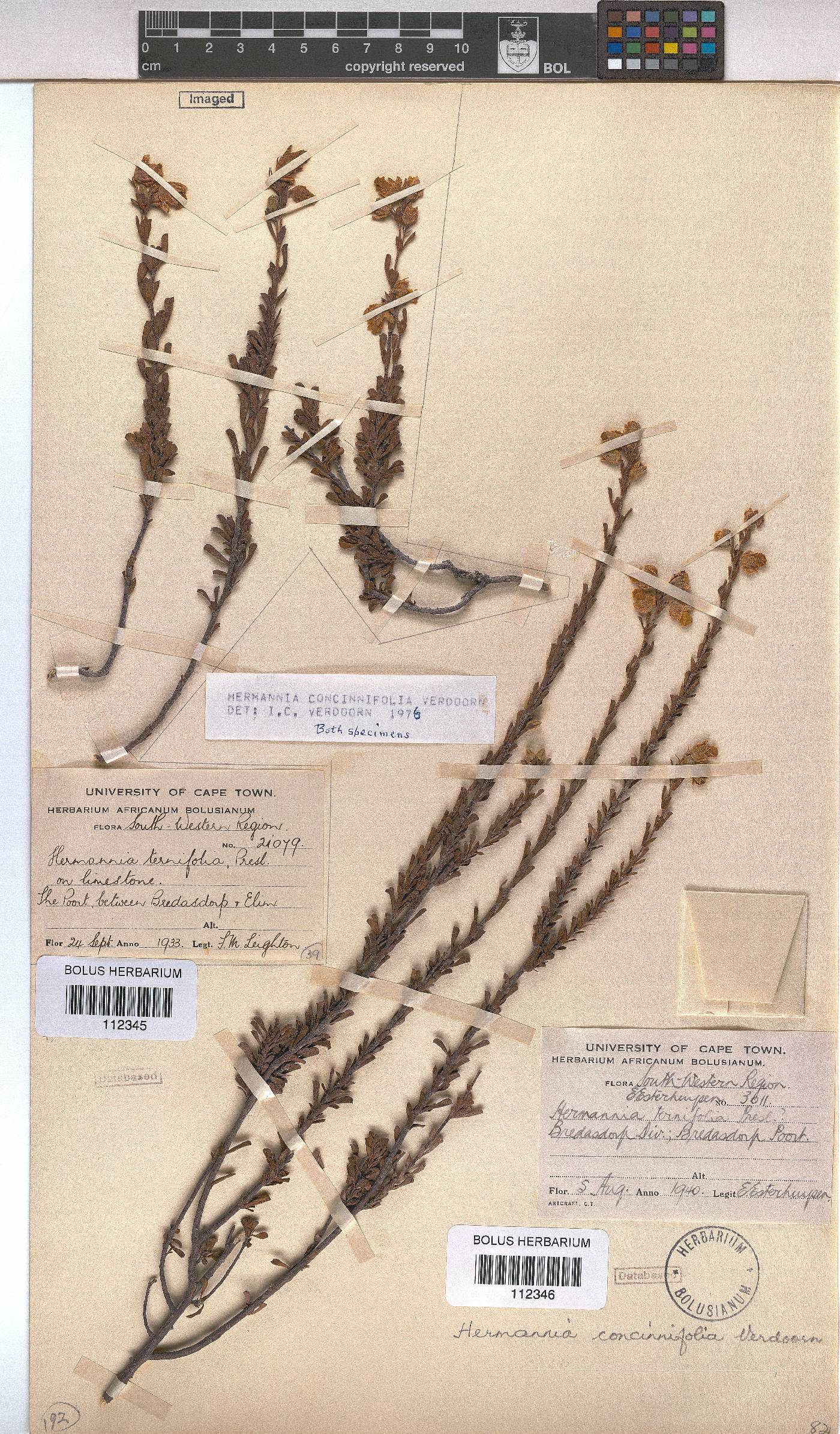Hermannia concinnifolia image
