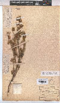 Hermannia floribunda image