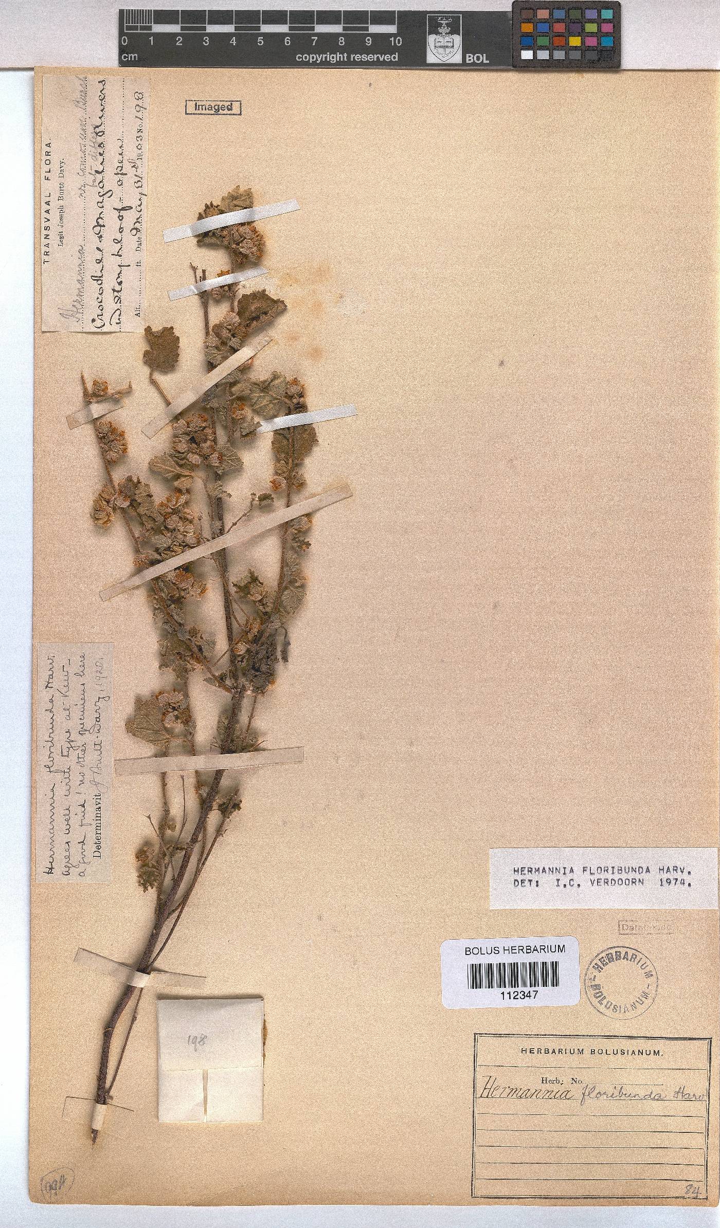 Hermannia floribunda image
