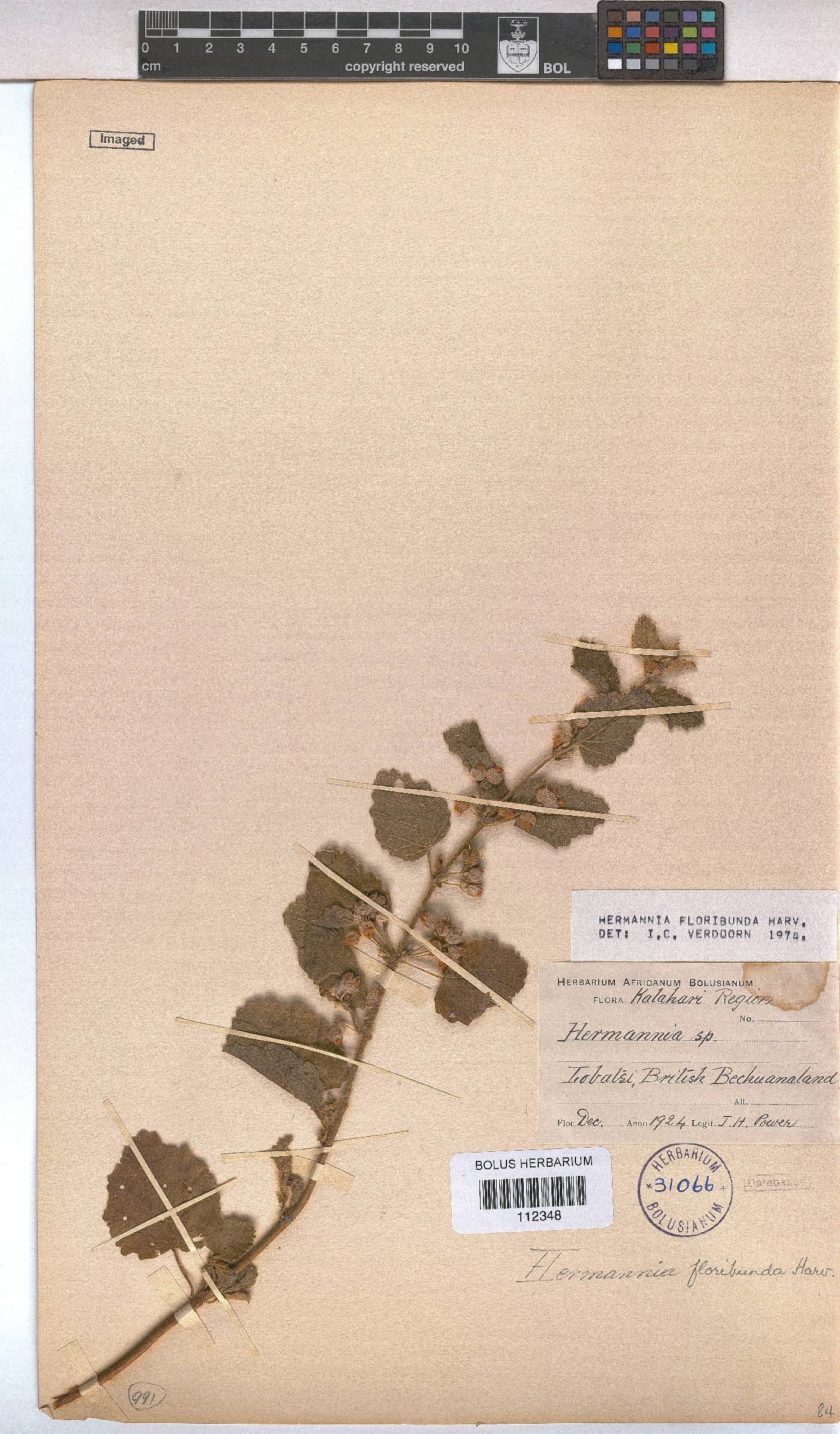 Hermannia floribunda image