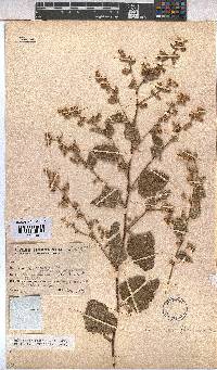 Hermannia floribunda image