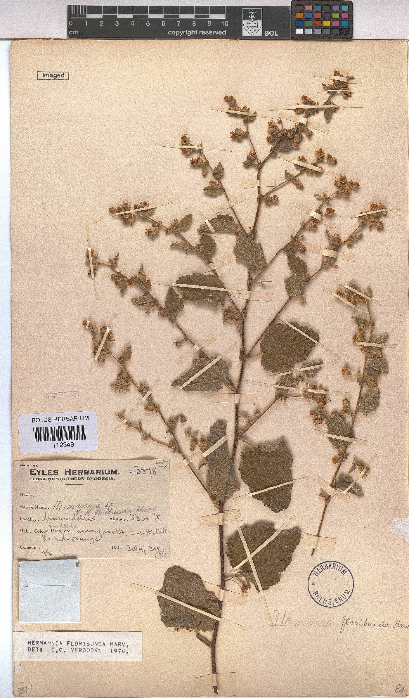 Hermannia floribunda image