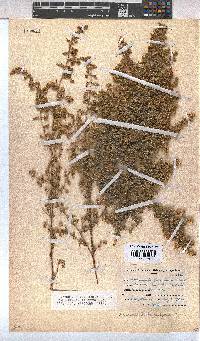 Hermannia bryoniifolia image