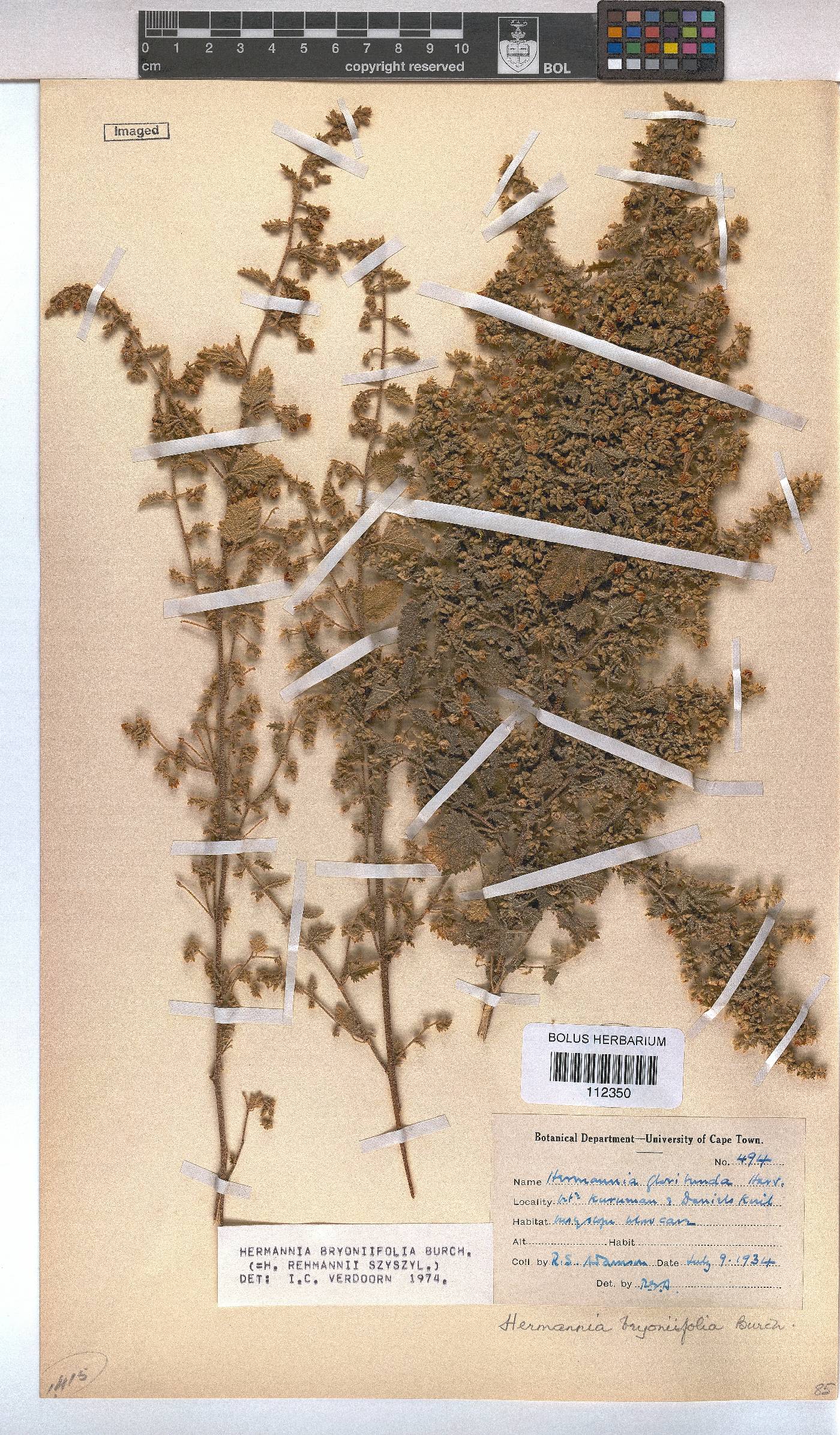 Hermannia bryoniifolia image