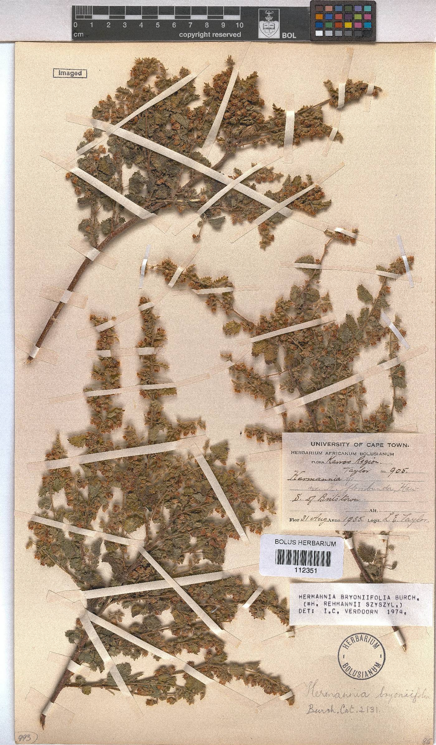 Hermannia bryoniifolia image