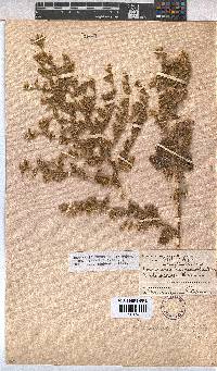 Hermannia bryoniifolia image