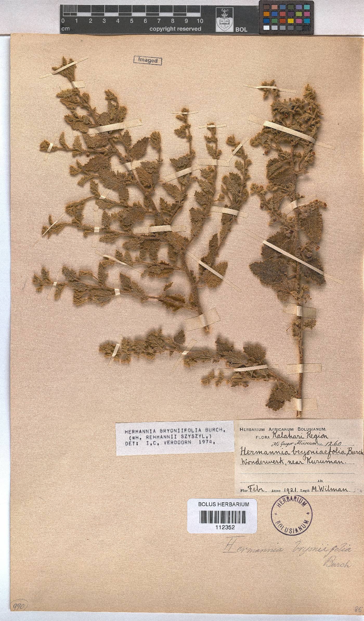 Hermannia bryoniifolia image