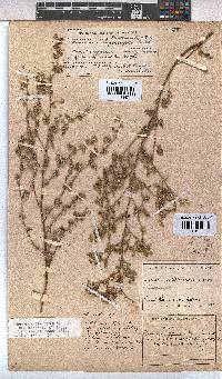 Hermannia bryoniifolia image