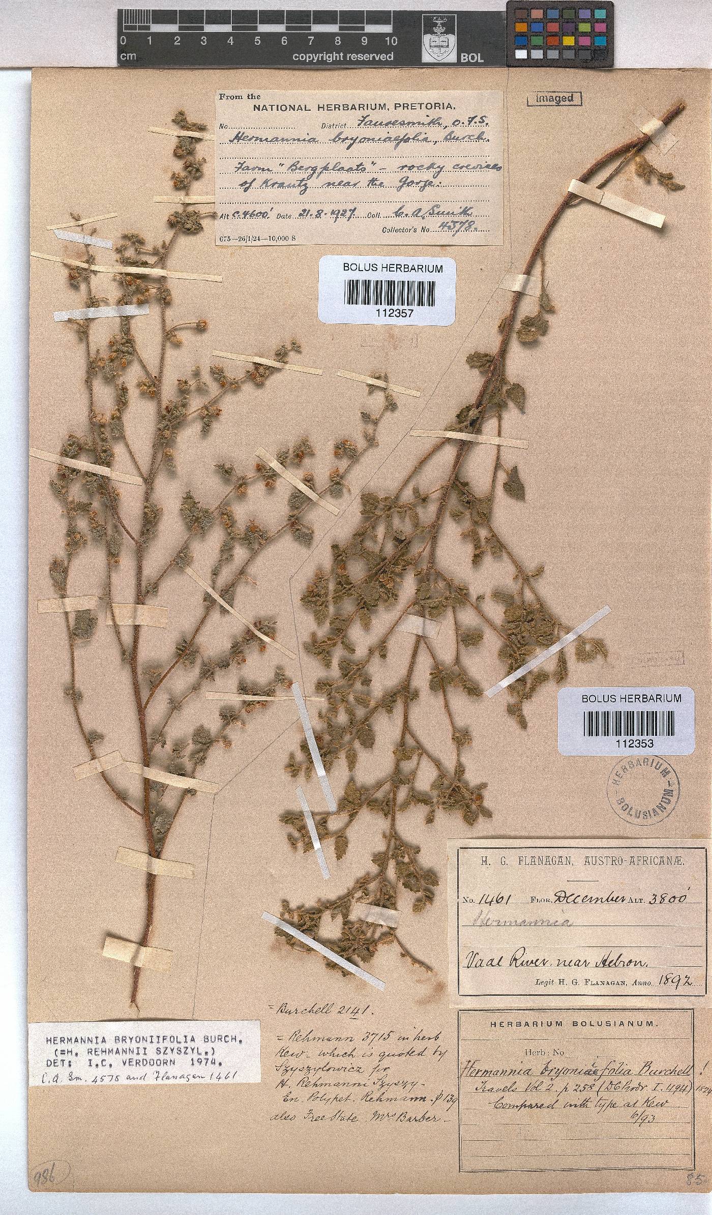 Hermannia bryoniifolia image