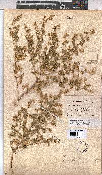 Hermannia bryoniifolia image