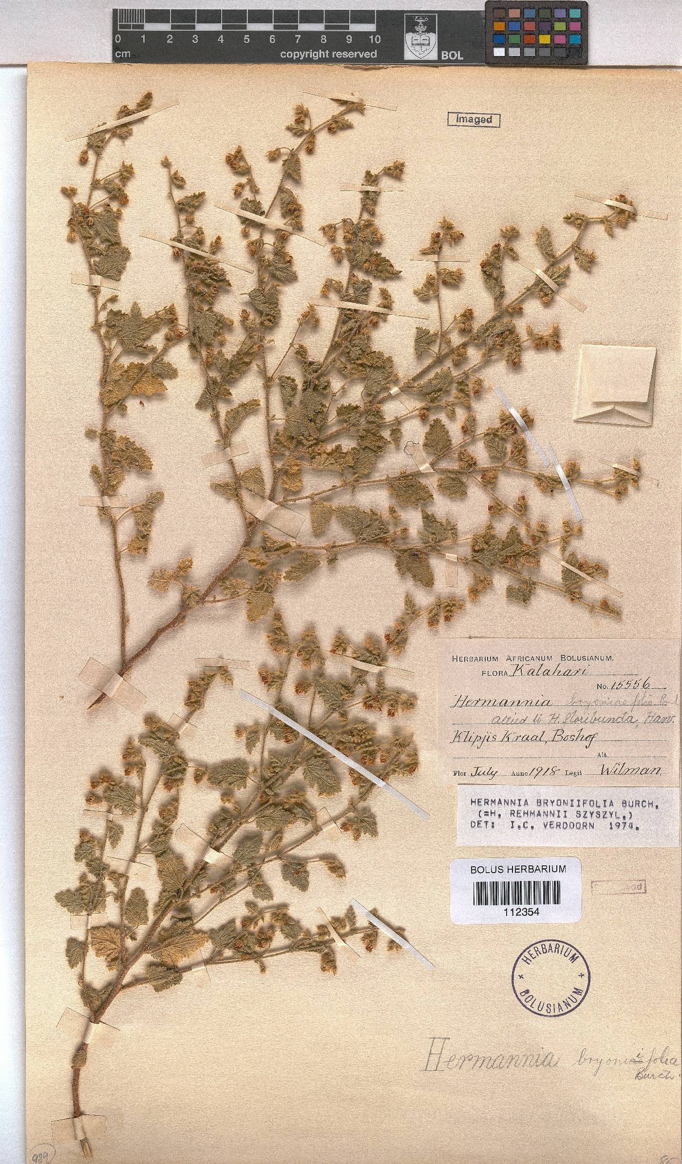 Hermannia bryoniifolia image