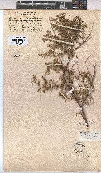 Hermannia bryoniifolia image