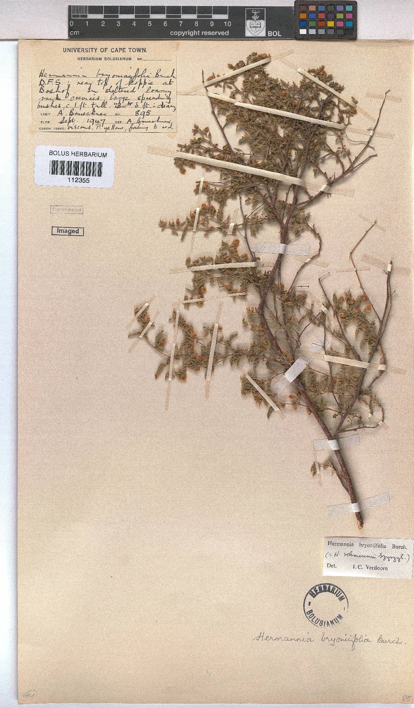 Hermannia bryoniifolia image