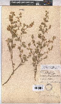 Hermannia bryoniifolia image