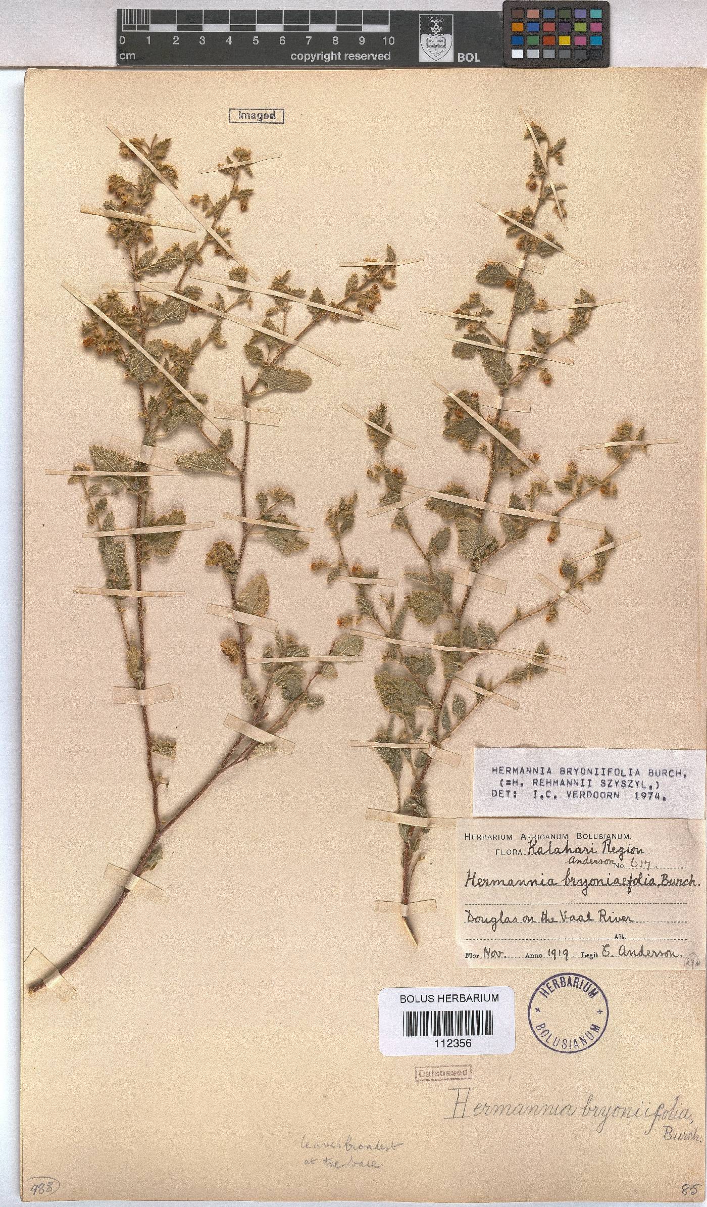 Hermannia bryoniifolia image
