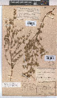 Hermannia bryoniifolia image