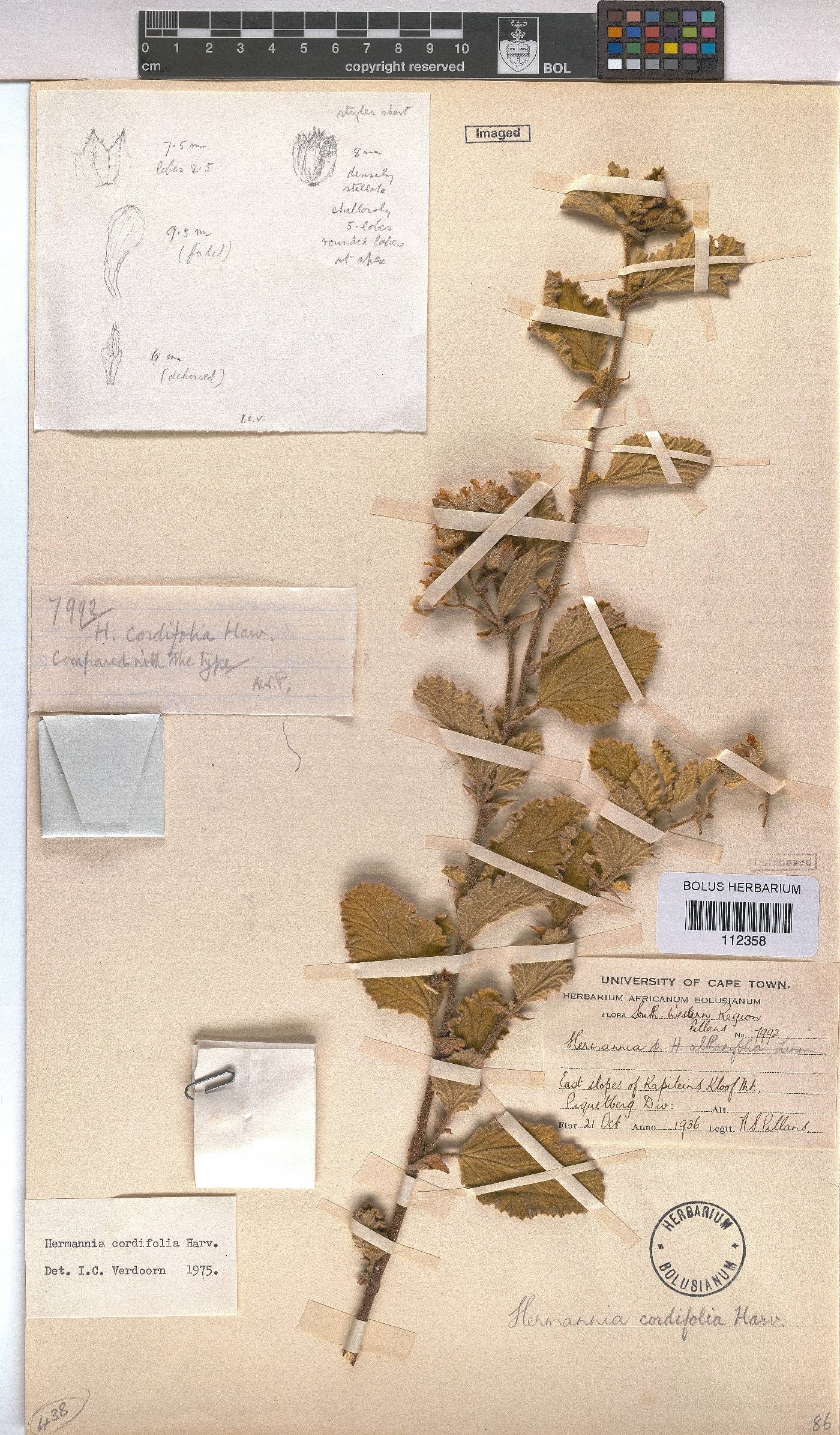 Hermannia cordifolia image
