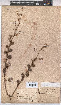Hermannia hispidula image
