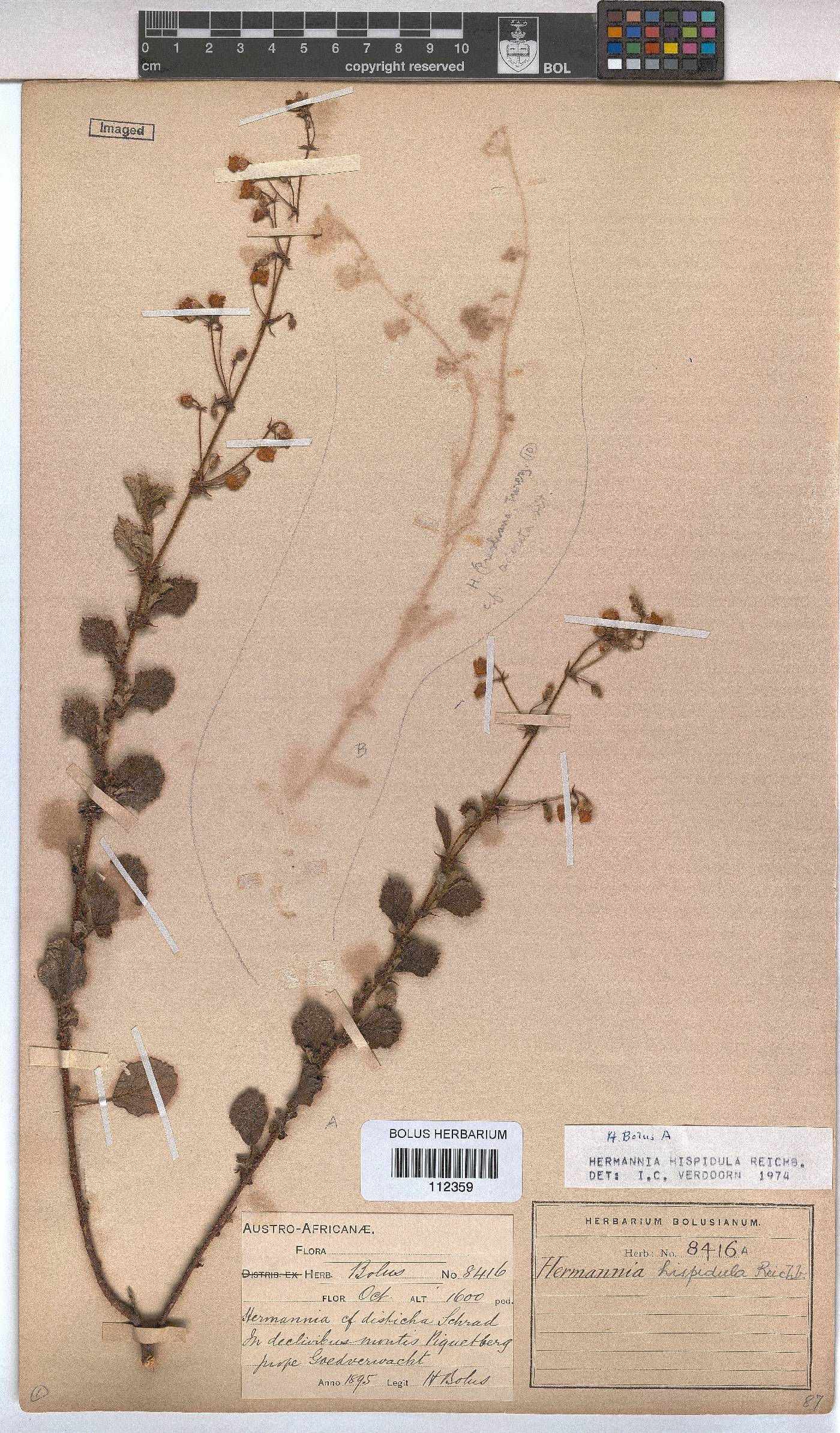 Hermannia hispidula image