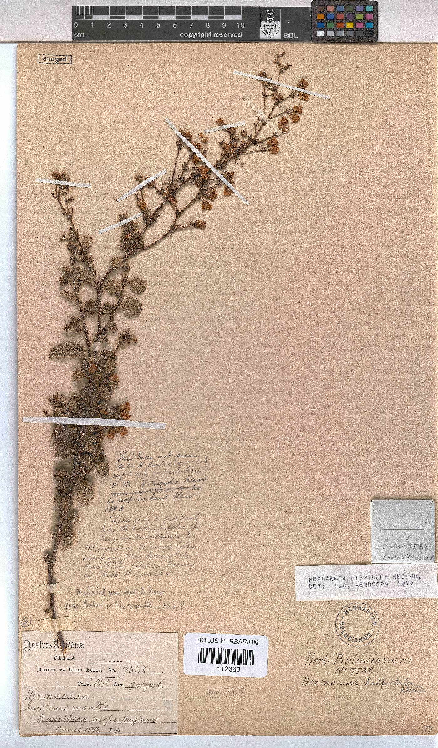 Hermannia hispidula image