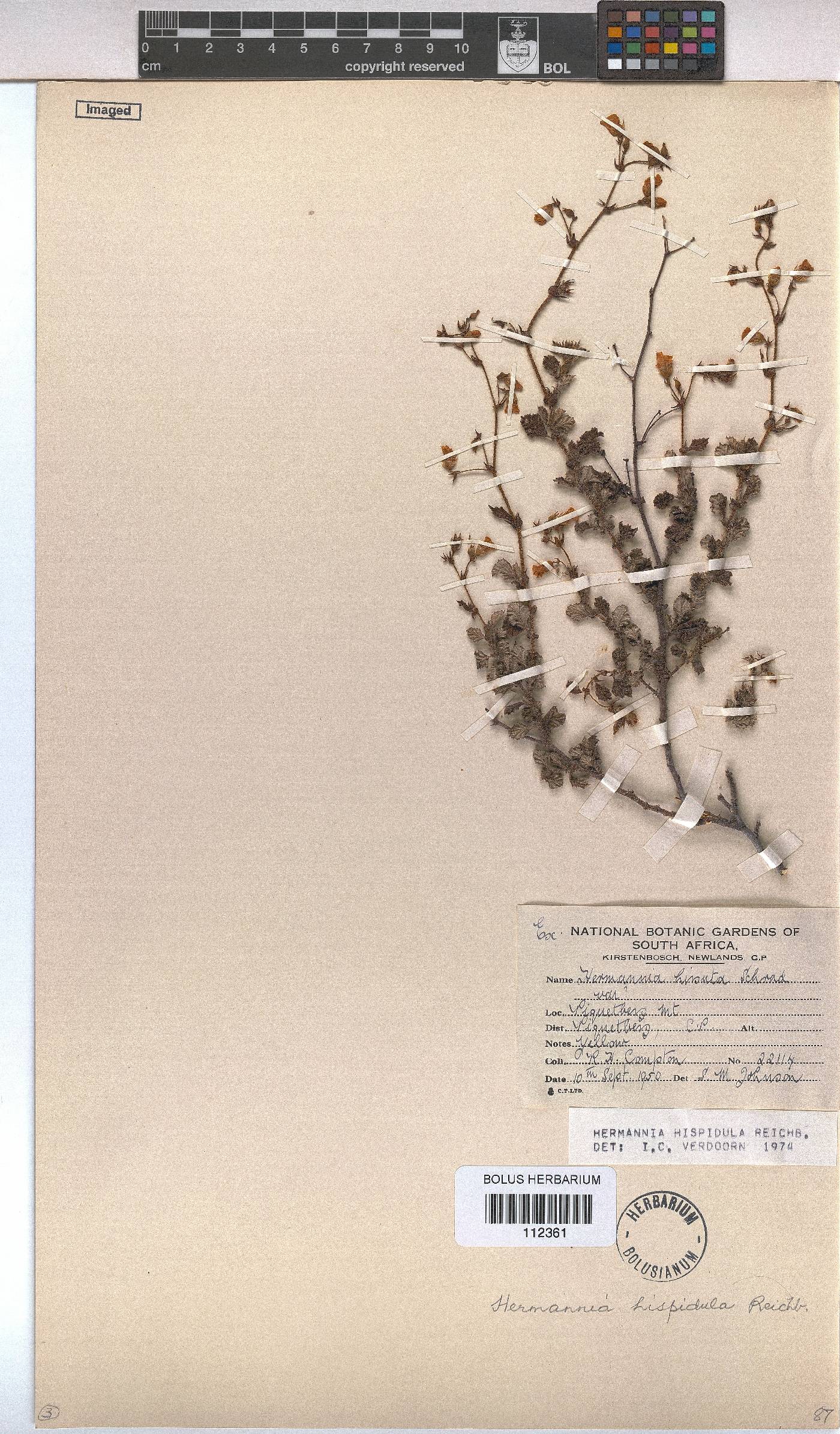 Hermannia hispidula image