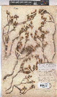 Hermannia althaeoides image